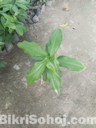 ইনসুলিন প্ল্যান্ট